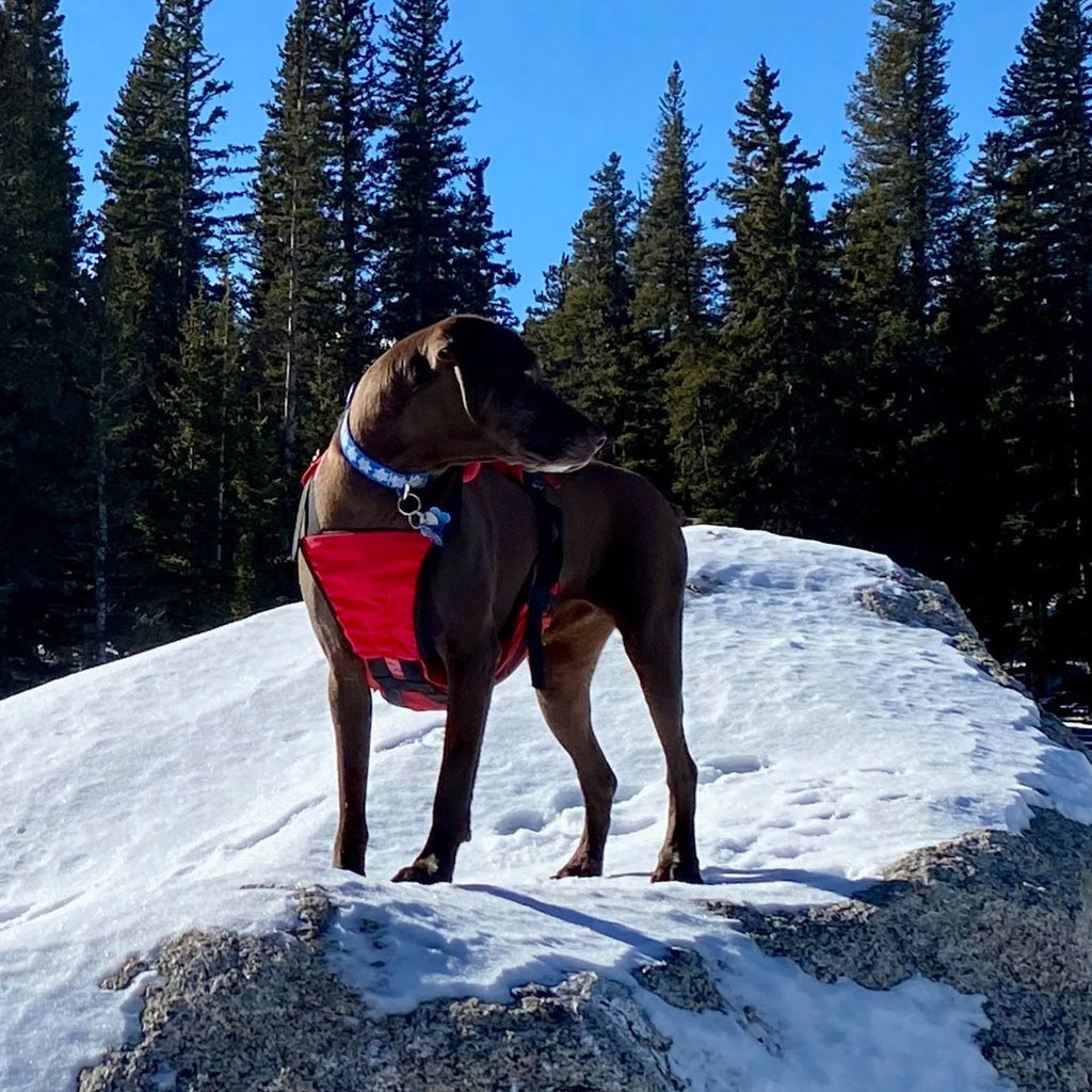 Panza Harness V2 with Deployable Emergency Dog Rescue Sling