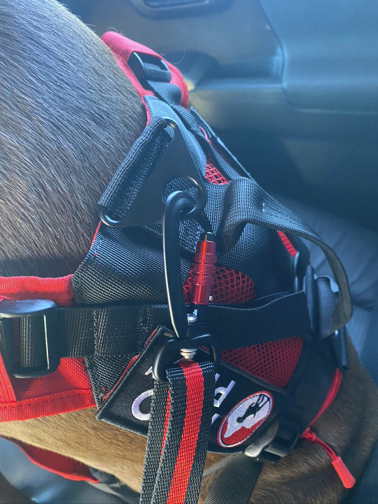 Dog Seat Belt