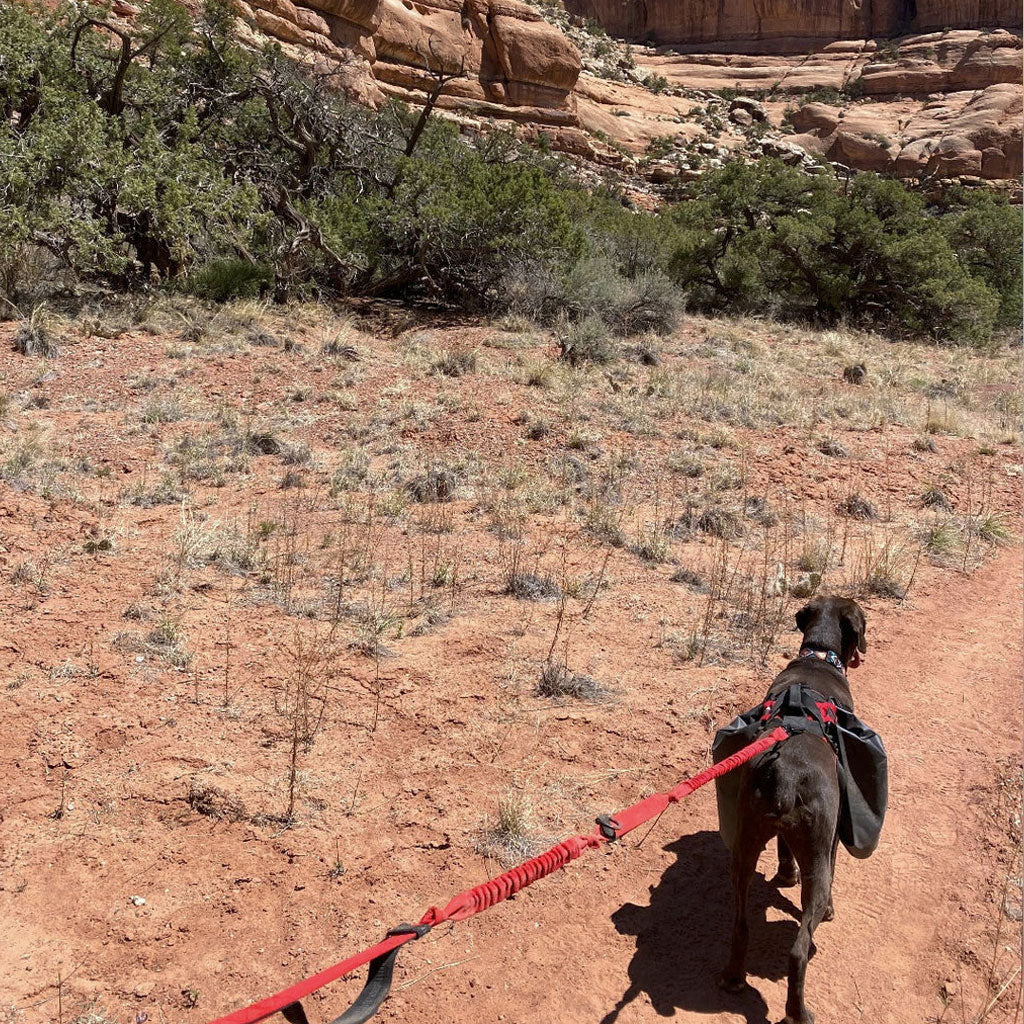 Remi Runner Leash